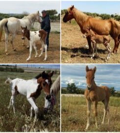 Paros Horse Riding Center – Thanasis Farm